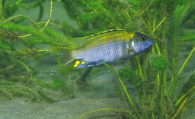 Cyathochromis obliquidens 'Chiloelo'